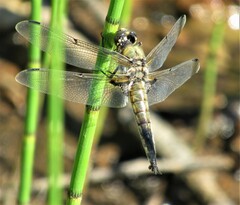 Libellula quadrimaculata