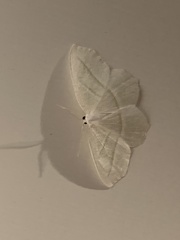 Campaea perlata