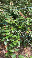 Cotoneaster divaricatus