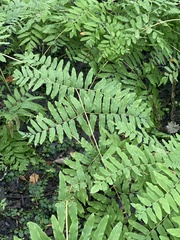 Osmunda spectabilis