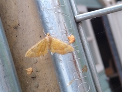 Camptogramma bilineata