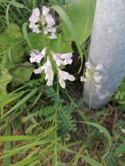 Vicia sylvatica