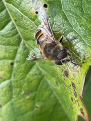 Eristalis tenax