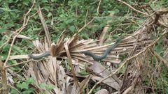 Drymobius margaritiferus