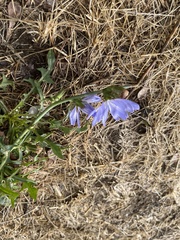 Cichorium intybus
