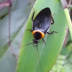 Hemithyrsocera palliata