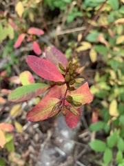 Hypericum walteri