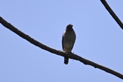 Rupornis magnirostris