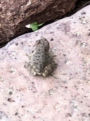 Hyla arenicolor