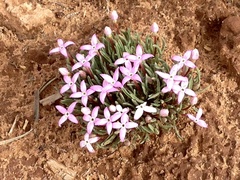 Houstonia rubra