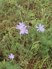 Cichorium intybus