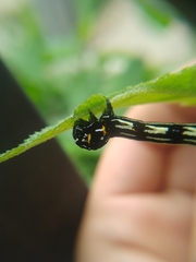 Acronyctodes mexicanaria