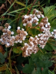 Achillea millefolium