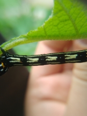 Acronyctodes mexicanaria