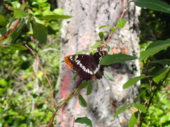 Limenitis lorquini