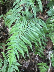 Athyrium pubicostatum
