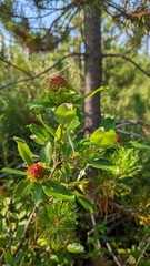 Rabdophaga rosaria