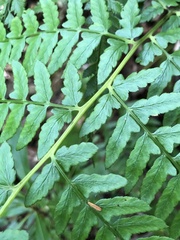 Athyrium pubicostatum