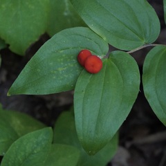 Prosartes trachycarpa