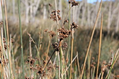 Juncus pallidus