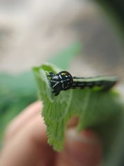 Acronyctodes mexicanaria