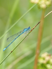 Coenagrion puella