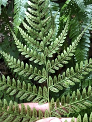 Athyrium pubicostatum