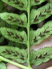 Athyrium pubicostatum