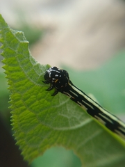 Acronyctodes mexicanaria