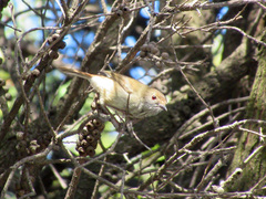 Acanthiza pusilla