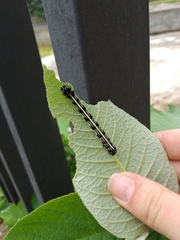 Acronyctodes mexicanaria