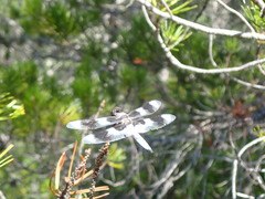 Libellula forensis
