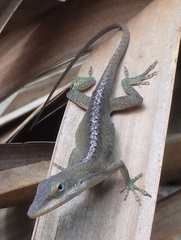 Anolis carolinensis