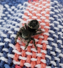 Phidippus borealis