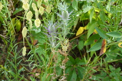 Eryngium leavenworthii