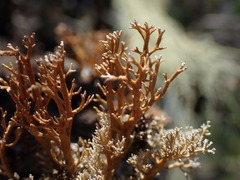 Sphaerophorus venerabilis