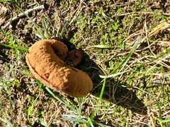 Chalciporus piperatus