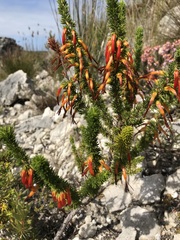 Erica coccinea