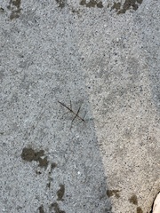 Diapheromera femorata