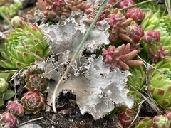 Peltigera canina
