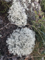 Cladonia rangiferina