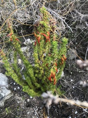 Erica coccinea