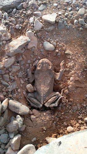 Berber Toad, Sclerophrys mauritanica