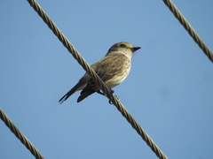 Pyrocephalus rubinus