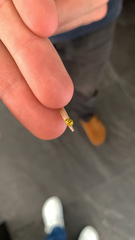 Psyllobora vigintiduopunctata