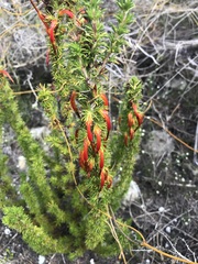 Erica coccinea