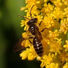 Andrena nubecula