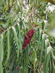 Rhus typhina