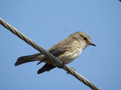 Pyrocephalus rubinus