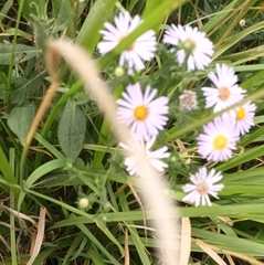 Symphyotrichum novi-belgii